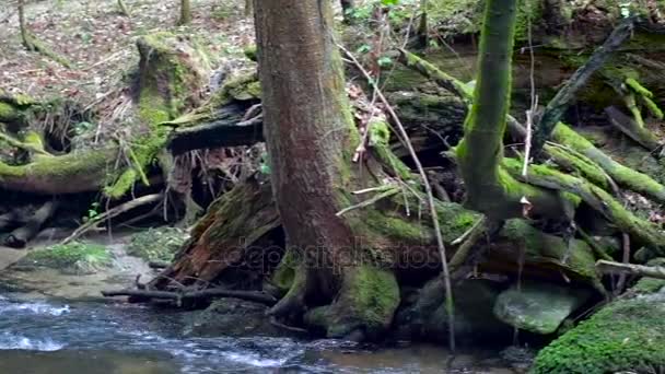 Large fallen trunk of spruce, fir in the woods, Maroltova jelka, mountain river, stream, creek with rapids — Stock Video