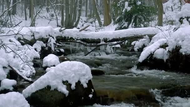 Красивий кришталево чистий потік взимку зі снігом тече через ліс — стокове відео