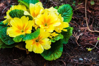 Arka bahçesinde Bahar, taze ekili çiçeklere