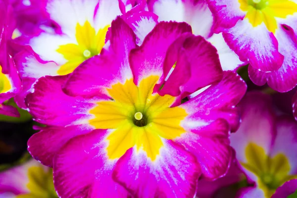 Arka bahçesinde Bahar, taze ekili çiçeklere — Stok fotoğraf