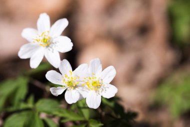 Bahar çiçegi, ahşap anemon çiçeği, windflower, anemon nemorosa