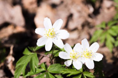 Bahar çiçegi, ahşap anemon çiçeği, windflower, anemon nemorosa