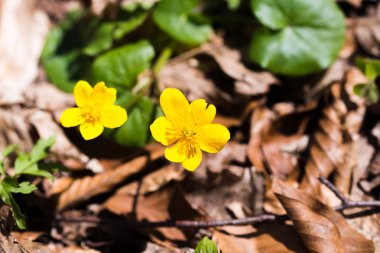 Marsh kadife çiçeği, Caltha palustris, çiçekler, seçici odak, makro