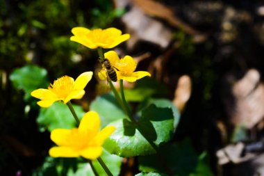 Marsh kadife çiçeği, Caltha palustris, çiçekler, seçici odak, makro