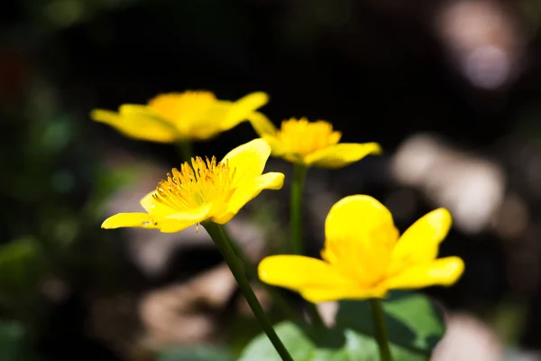 Marais Marigold, Caltha palustris, fleurs, foyer sélectif, macro — Photo