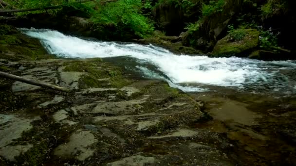 Гірській річці з пороги і водоспади - потоку, що протікає через густим зеленим лісом. Потоку в дрімучий ліс — стокове відео