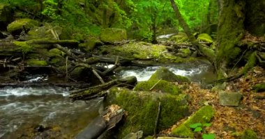 Dağ nehir rapids ve şelaleler - kalın yeşil orman içinden akan dere. Yoğun ahşap akışında