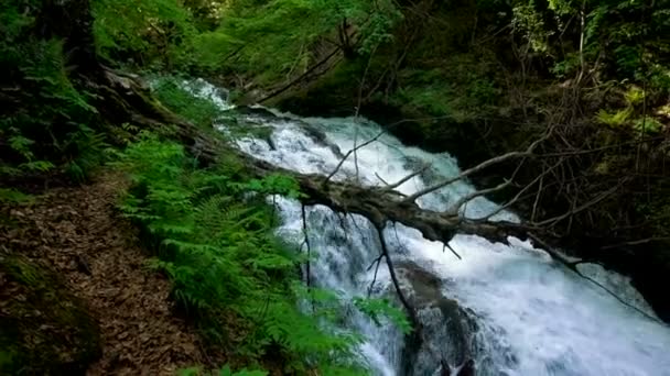 Rio de montanha com corredeiras e cachoeiras córrego que flui através de floresta verde grossa. Fluxo em madeira densa — Vídeo de Stock