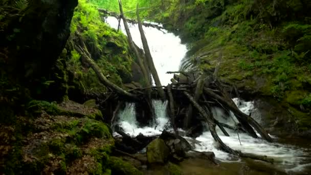 Górskie rzeki z kaskady i wodospady - strumień przepływający przez gęsty las zielony. Strumień, w gęste drewno — Wideo stockowe