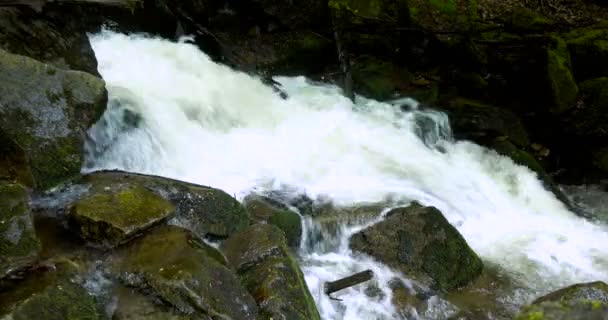 Mountain river with rapids and waterfalls - stream flowing through thick green forest. Stream in dense wood — Stock Video