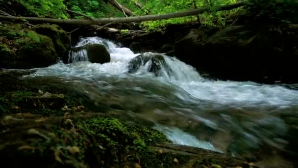 Rio de montanha com corredeiras e cachoeiras córrego que flui através de floresta verde grossa. Fluxo em madeira densa — Vídeo de Stock