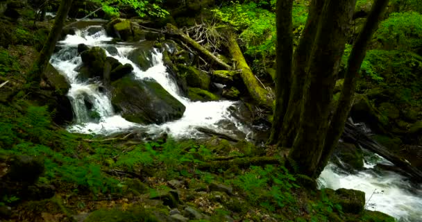 Fiume di montagna con rapide e cascate - torrente che scorre attraverso una fitta foresta verde. Ruscello in fitto legno — Video Stock