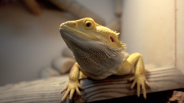 Agama lizard, bearded dragon — Stock Video