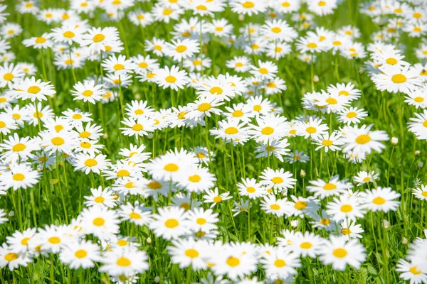 Campo di margherite su un prato — Foto Stock