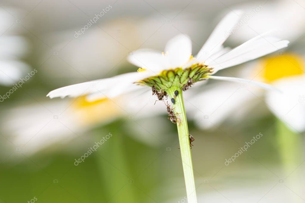 Ants feeding on honeydew from aphids on a daisy