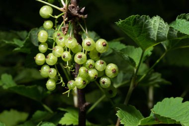 Beyaz kuş üzümü, Bush, koyu arka plan üzerinde izole ribes rubrum
