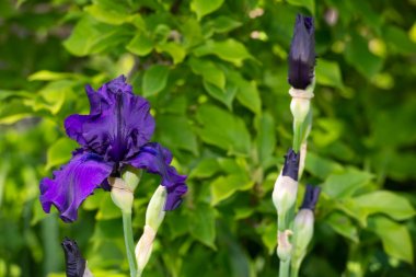 Makro Closeup mavi sakallı iris Iris Barbata yeşil arka plan bulanık.