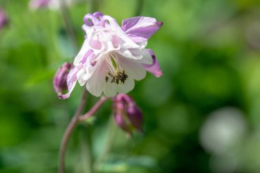 Aquilegia çiçek doğal zemin üzerine mor, makroyu kapatın, Bahçe çiçek Anasayfa