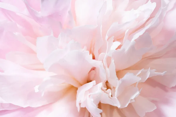 Canlı Gül rengi Şakayık, bahçede Paeonia kapatmak makro,