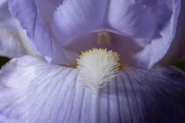 Macro Closeup Blue Bearded Iris Iris Barbata Detail Blossom — Stock Photo, Image