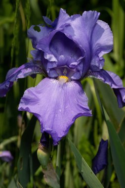 Makro Closeup mavi sakallı iris Iris Barbata yeşil arka plan bulanık.