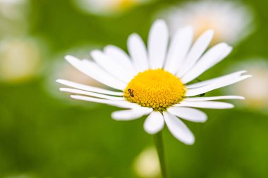 Tek, bir Daisy, neden, kadar doğal ışık güneşli bir Bahçe, makro yakın