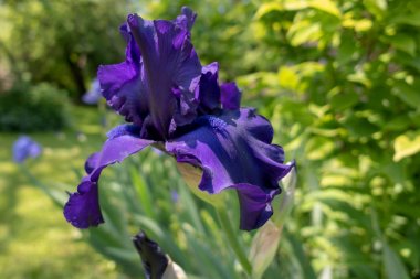 Makro Closeup mavi sakallı iris Iris Barbata yeşil arka plan bulanık.