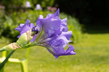 Makro Closeup mavi sakallı iris Iris Barbata yeşil arka plan bulanık.