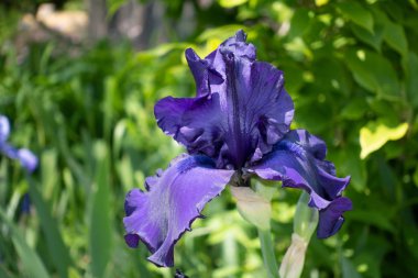 Makro Closeup mavi sakallı iris Iris Barbata yeşil arka plan bulanık.