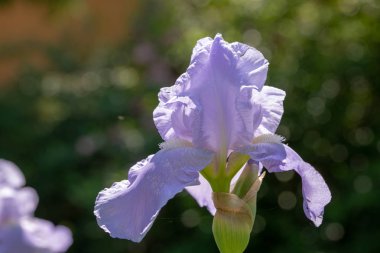 Makro Closeup mavi sakallı iris Iris Barbata yeşil arka plan bulanık.