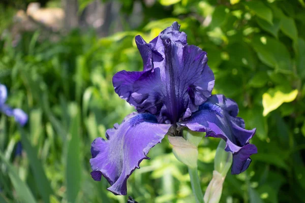 Macro Closeup Íris Barbuda Azul Iris Barbata Fundo Borrado Verde — Fotografia de Stock