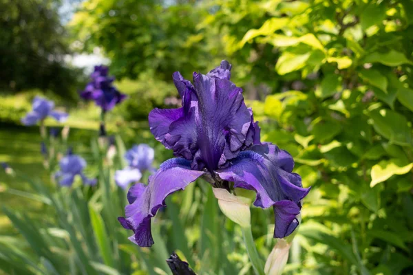 Makro Closeup mavi sakallı iris Iris Barbata yeşil arka plan bulanık.
