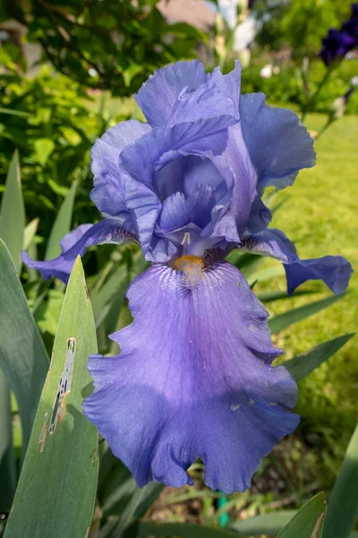 Makro Detailní Modré Vousatý Iris Iris Barbata Zelené Rozmazané Pozadí — Stock fotografie