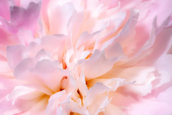 Canlı Gül rengi Şakayık, bahçede Paeonia kapatmak makro,