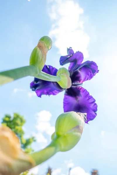 Mavi Sakallı Iris Iris Barbata Makro Closeup Aşağıdan Gökyüzüne Karşı — Stok fotoğraf