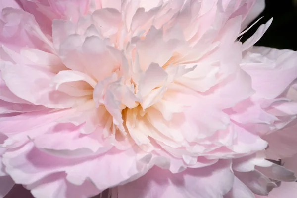 Vivid Rose Color Peony Paeonia Garden Close Macro — Stock Photo, Image