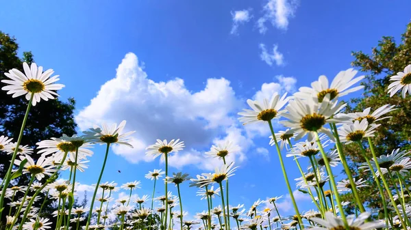 Estate Prato Campo Margherite Bianche Cielo Blu Nuvole Cumulus — Foto Stock