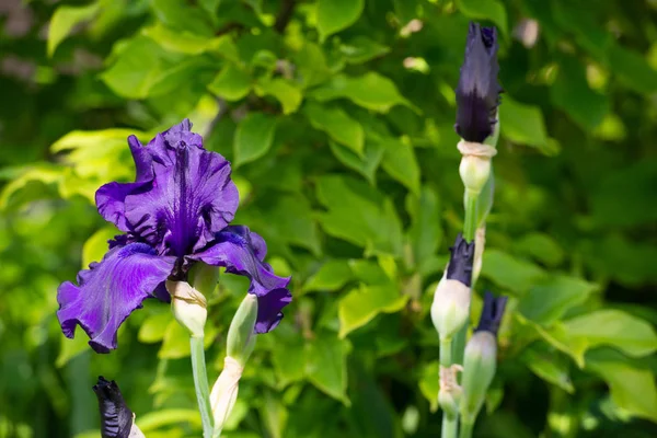 Makro Closeup Mavi Sakallı Iris Iris Barbata Yeşil Arka Plan — Stok fotoğraf