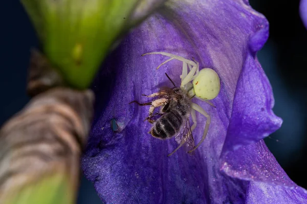 Macro Closeup White Crab Spider Feasting Catched Bee Bearded Iris — Stock Photo, Image