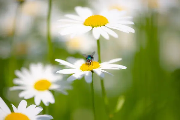 Bottiglia Volare Margherita Macro Insetti Impollinatori — Foto Stock