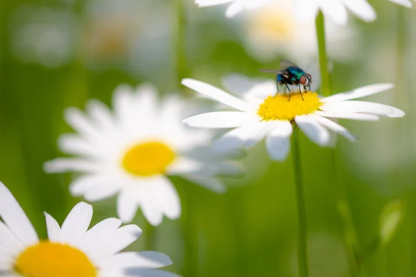 Bottle Fly Daisy Macro Pollinating Insects — Stock Photo, Image