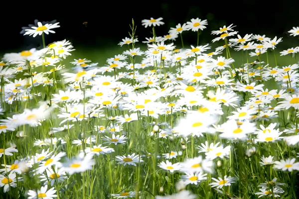 Margeritenfeld Auf Einer Wiese Einem Sommertag Heimische Gartenpflanzen Dekoration Natürlicher — Stockfoto