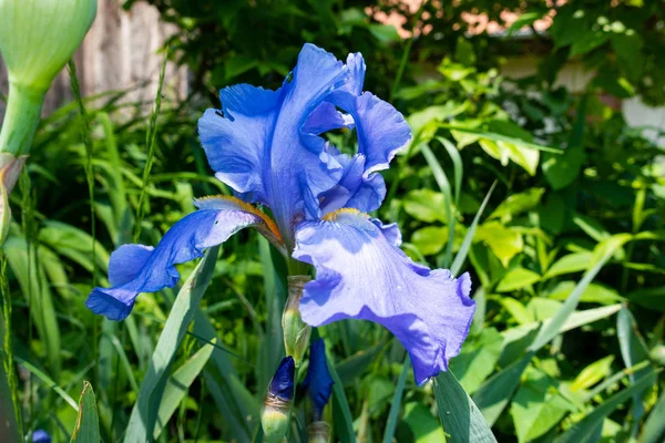 Macro Primo Piano Dell Iride Barbuto Blu Iris Barbata Sfondo — Foto Stock