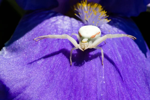 白色螃蟹蜘蛛狩猎的宏观特写 捕食昆虫在大胡子虹膜 家庭庭院昆虫 — 图库照片