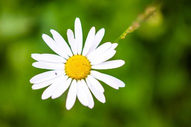 Tek, bir Daisy, neden, kadar doğal ışık güneşli bir Bahçe, makro yakın