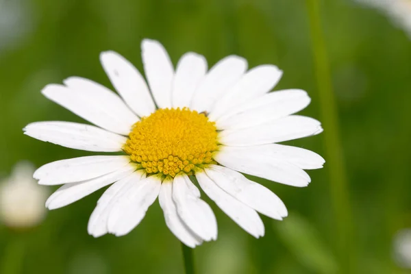 Single Una Margherita Camomilla Giardino Macro Primo Piano Luce Naturale — Foto Stock