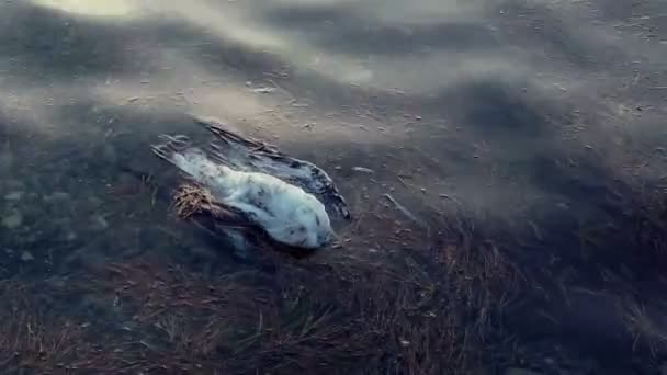 Meeresverschmutzung und Umweltgefährdungskonzept, toter Vogel schwimmt im Meer — Stockvideo