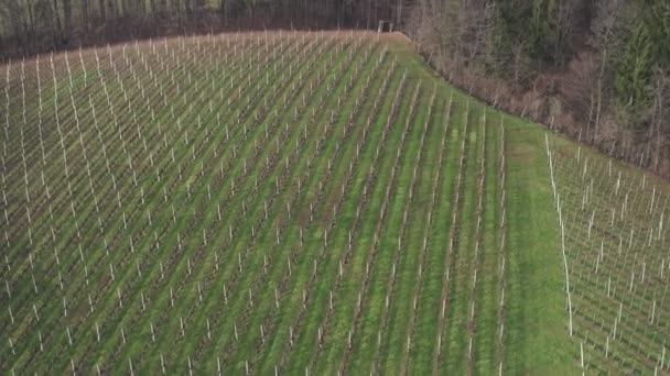 Filas de vid en una ladera, vista aérea de los viñedos en invierno, principios de primavera — Vídeo de stock