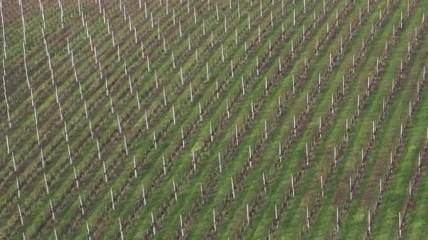 Grapevine rows on a hillside, aerial view of vineyard in winter, early spring — Stock Video