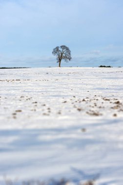 Litvanya kış, ağaç